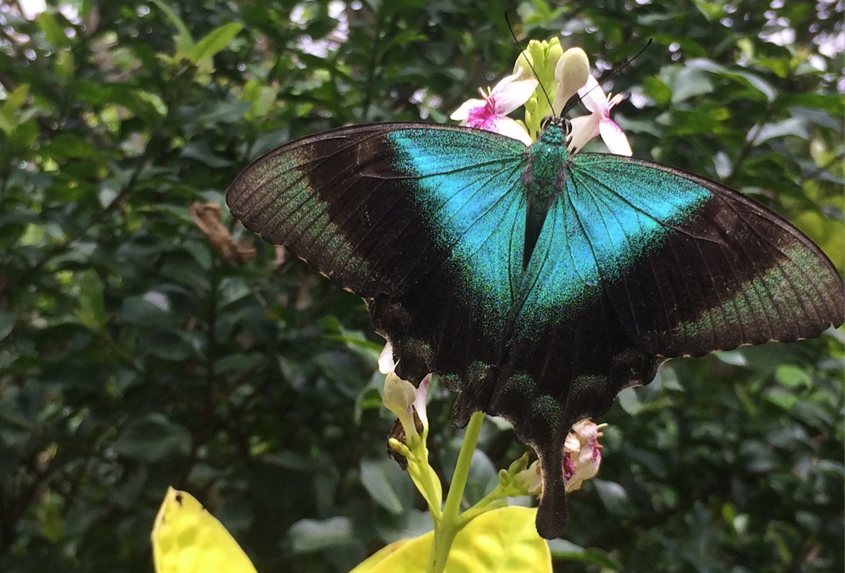 Turquoise butterfly.jpg