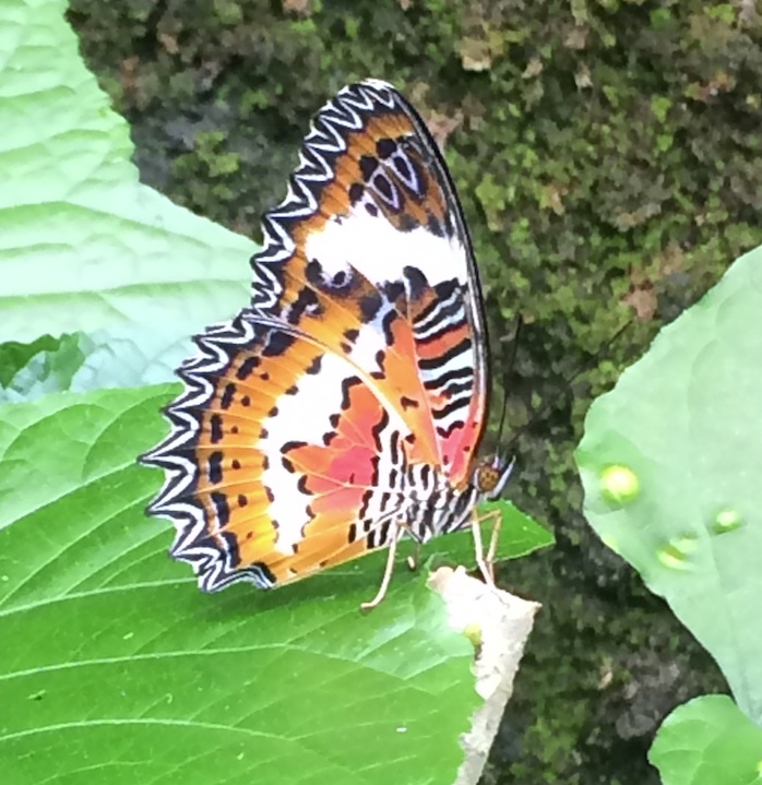 Orange butterfly.jpg