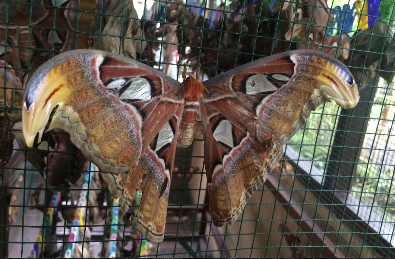 Giant Moth.jpg