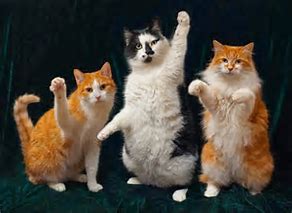 cats waving.jpg