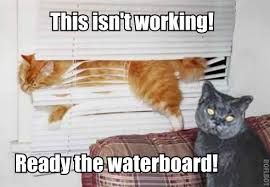Waterboarding cat.jpg