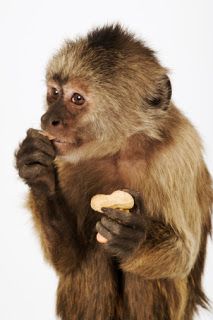monkey-eating-peanuts.jpg